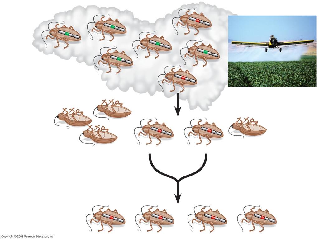 Natural Selection in Action Development of pesticide resistance in insects Initial use of pesticides favors those few insects that have genes for pesticide resistance Chromosome with allele