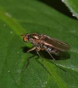 Long-legged flies (Dolichopodidae) Adults prey on small insects and are less than ¼ inch long, often metallic.