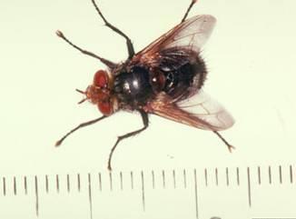 Tachinid flies (Tachinidae) Parasitoid Hosts include larvae of beetles, butterflies, and moths.