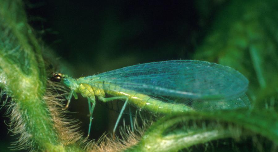Green lacewings (Chrysopidae) Adults have thin, green bodies and