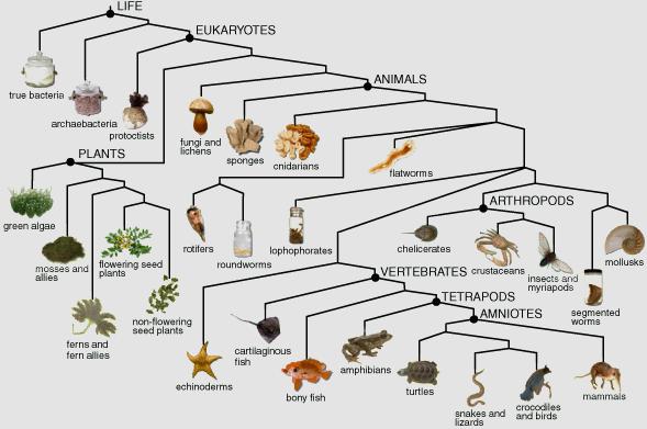 a. Cladistics - biological classification based on phylogeny b. Cladogram - model of phylogeny of a species 1.