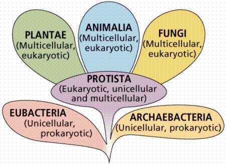 The Six Kingdoms of Organisms *distinguished by