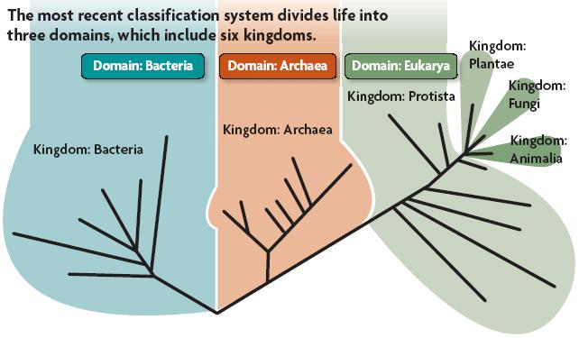 The three domains in the tree of life are Bacteria, Archaea, and Eukarya. Domains are above the kingdom level.