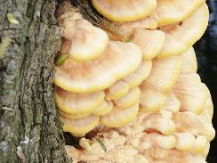 2. This group has many members (mushrooms and puffballs) and also includes shelf fungi. Also in this division are several such as Amanita phalloides ( Destroying Angel ).