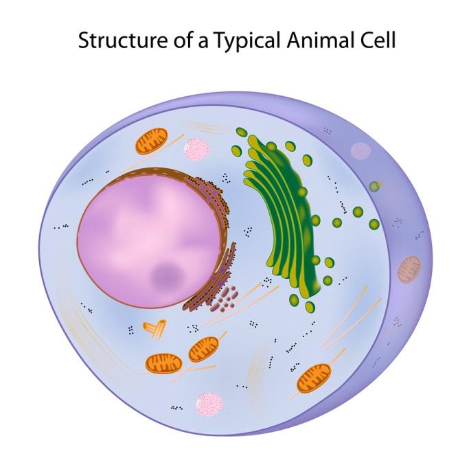Plant and nimal ell Organelles For questions 1 and 2, use this diagram of the cell where one of the mitochondria has been enlarged.