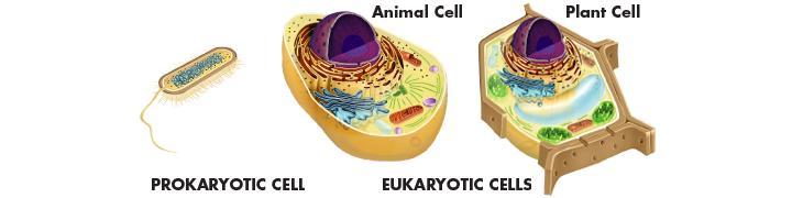Prokaryotes and Eukaryotes Eukaryotes are cells that enclose their DNA in nuclei.
