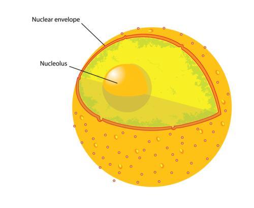 In eukaryotic cells, the DNA is kept in the nucleus. The nucleus is surrounded by a double membrane called the nuclear envelope. Within the nucleus is the nucleolus.