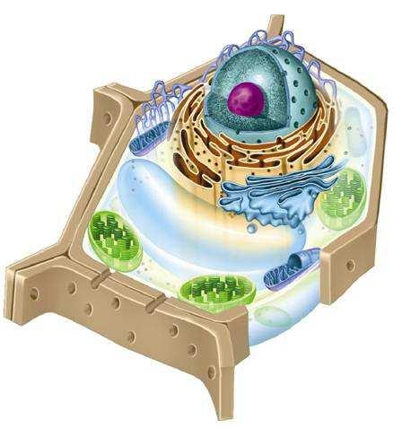 The cytoplasm is the portion of the cell outside the nucleus.