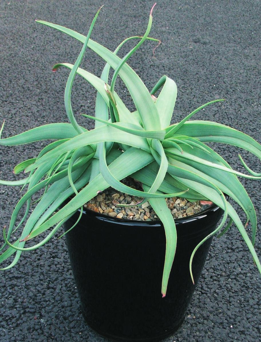 Introducing Ethiopian aloes Aloe is a very large genus; even with the excision of some species into the segregate genera Aloiampelos, Aloidendron, Aristaloe, Gonialoe and Kumara, the genus still has