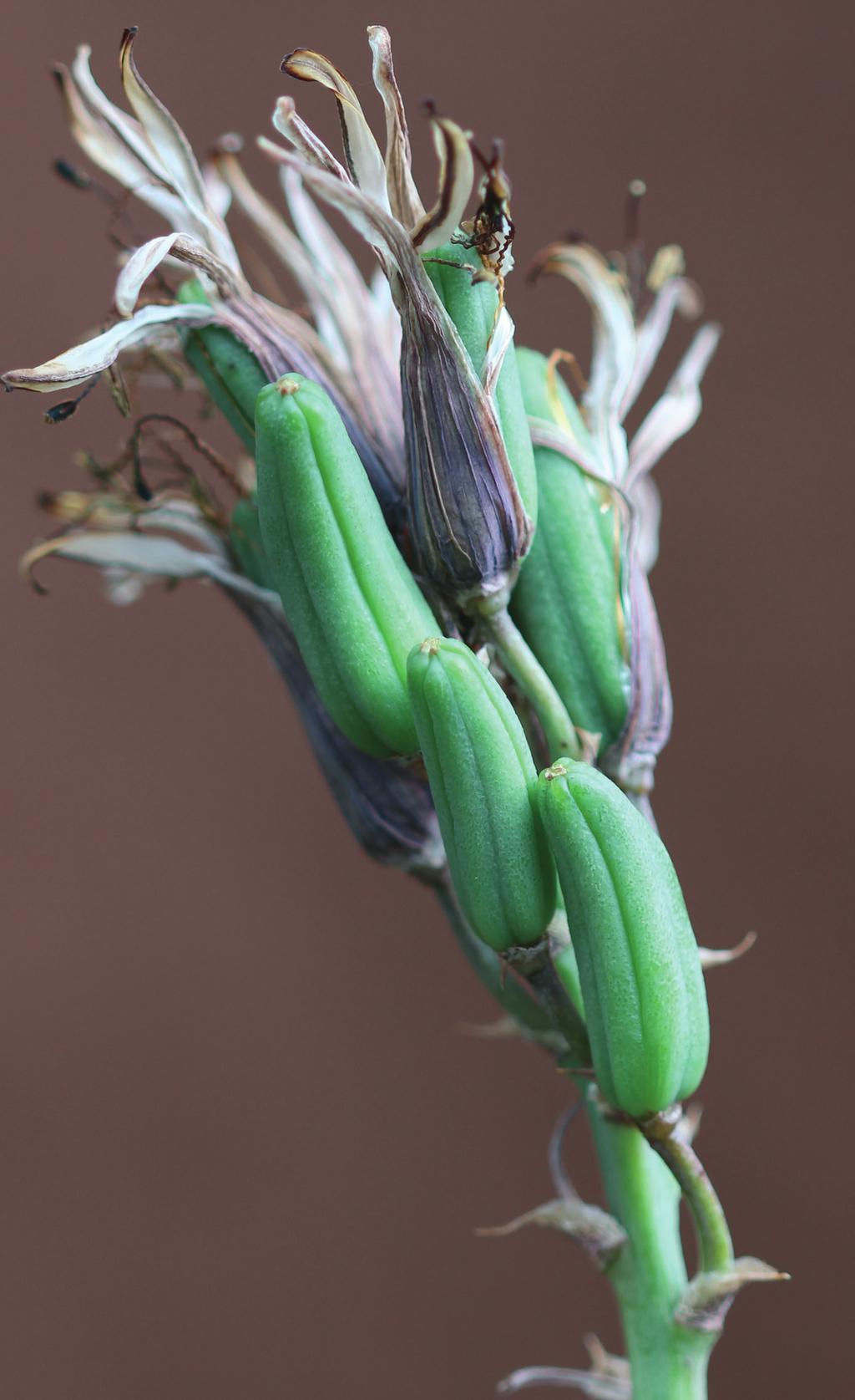 Aloe pulcherrima in cultivation Fig. 3 A. pulcherrima in flower, showing the characteristic U-shaped peduncle I obtained my plant in April 2004 and it has grown steadily since then (Fig. 1).