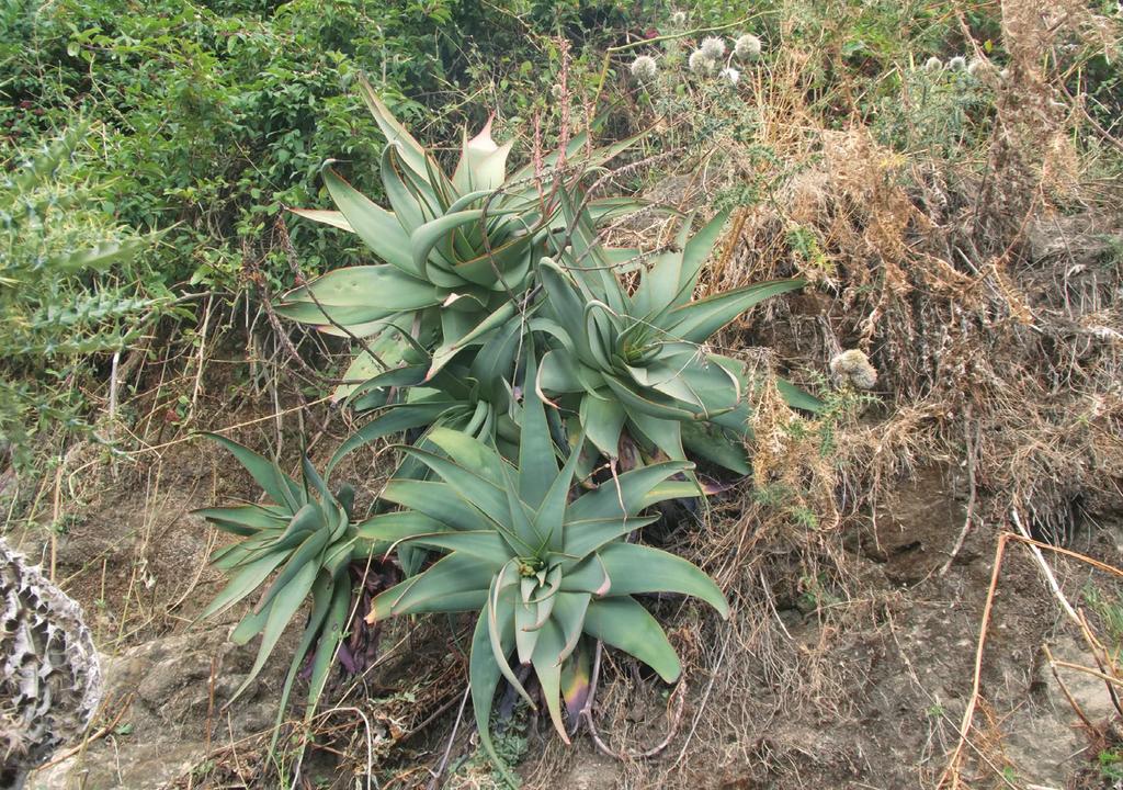 Aloes with entire, ie toothless or nearly toothless, leaf margins are rare in Ethiopia and Eritrea.
