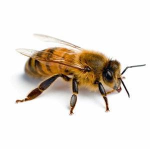 1. Worker bees are infertile females that develop from fertilized eggs in worker size cells. THE WORKER BEES 2.