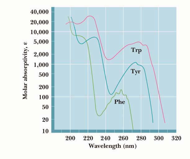 Spectroscopic Properties All amino acids absorb in infrared region Only Phe, Tyr, and Trp absorb UV Absorbance at 280 nm is a good diagnostic device for amino acids NMR