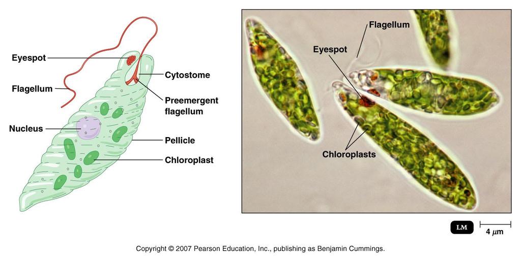 Euglenozoa some are photosynthetic (Euglena) have a light-sensitive eyespot & a single