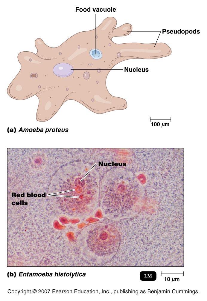 Amoebozoa aka amoebas have distinct form of locomotion called amoeboid movement extend