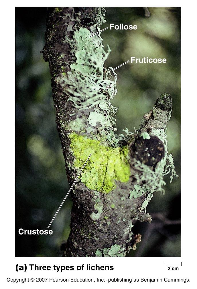 Lichens Lichens are actually 2 different organisms in a mutualistic symbiosis: cyanobacteria or green algae living among the hyphae of an ascomycote (or