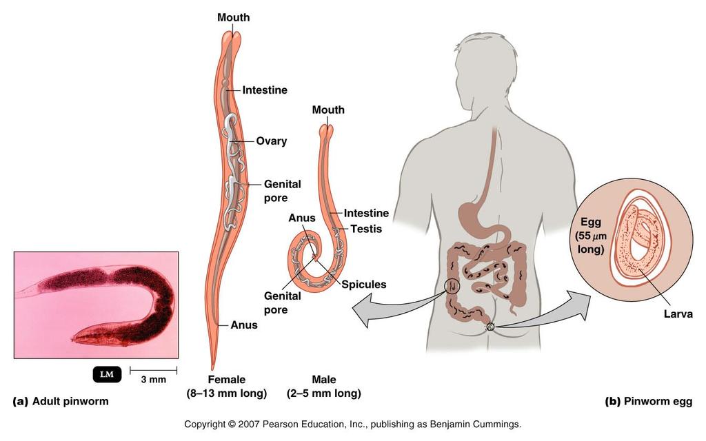Pinworms entire life cycle in human hosts live in large intestine females lay eggs on anus