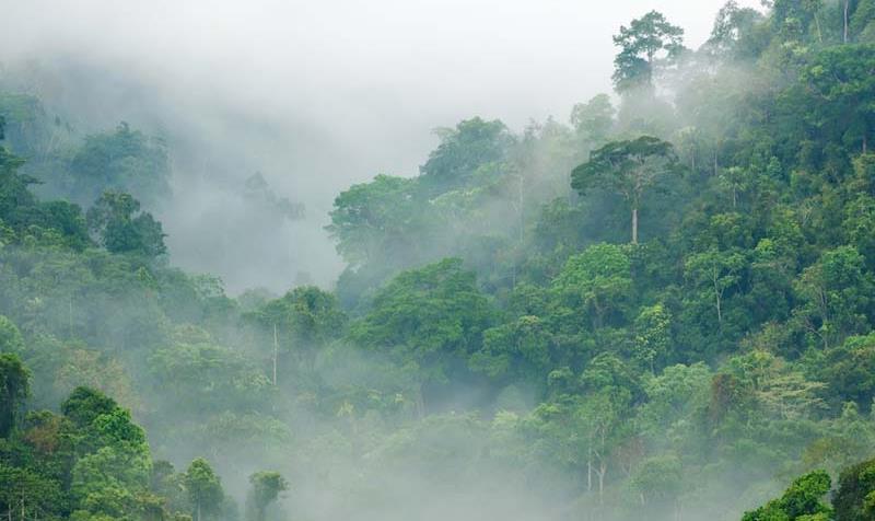 Tropical Rainforest Lush, species-rich biome that occurs where