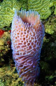 Phylum: Porifera (Sponges) Body Structures Having pores Invertebrates