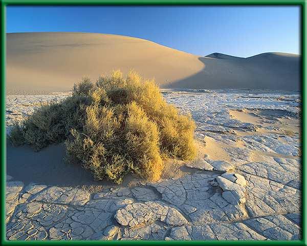 Life in the desert With rainfall as the major limiting factor, vegetation in deserts varies greatly. The driest deserts are drifting sand dunes.