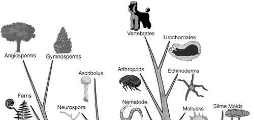 and group organisms for easier study.