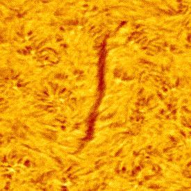 Spicules: a solar spicule is a jet of mass that moves upwards at a very high speed