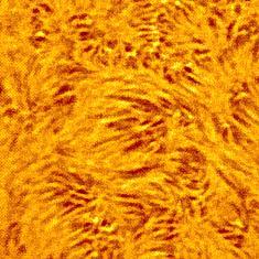 There are thousands of them on the chromosphere so they are very easy to observe