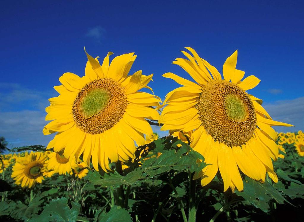Sunflower seeds Bruce Fritz http://www.