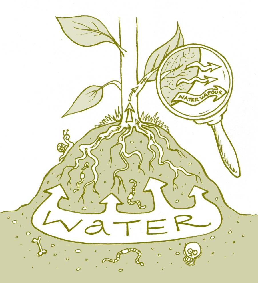 Plants take in water through their roots and lose water through tiny