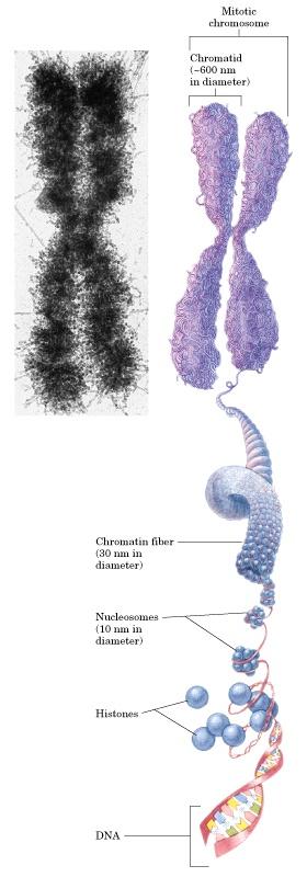 Nucleus Chromosomes = 2 chromatids Eukaryotic Cell Chromatin mass = 50%