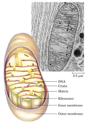 Mitochondria Eukaryotic Cell Diameter of ~1 µm (bacterial cells) 100s-1000 per cell Metabolic cells have more mitochondria