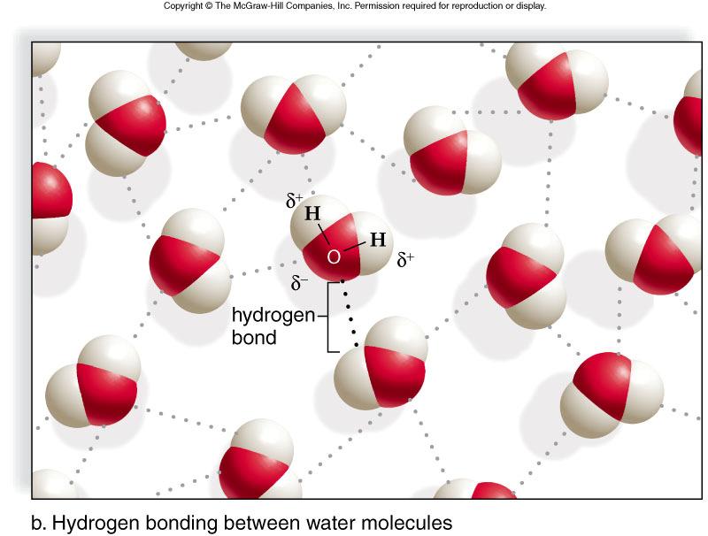 7 Hydrogen Bonding (VIDEO) Weak Bond but 19 Properties of Water All of the following properties are caused by?