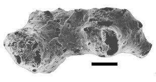 Key Events in Southern Africa Oldest fossil of multi-cellular organism The oldest known multi cellular organism is found in Namibia. The multi-cellular organisms are sponges (Porifera) called Otavia.