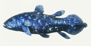 Key Events in Southern Africa Coelacanths The diagram shows a example of a Coelacanths. Some of their fins are lobe like.