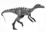 Key Events in Southern Africa Dinosaurs Euskelosarus Euskelosarus was a very early dinosaur.