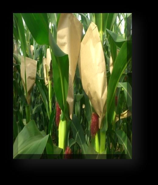 of Maize
