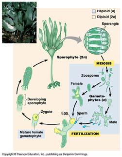 Kelp Rafts- Natural FADs Life cycles of most algae 2 multicellular