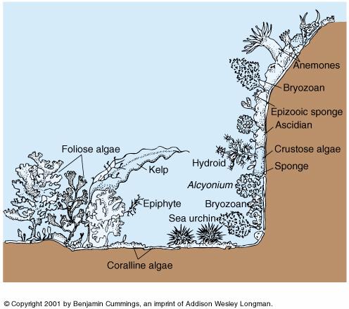 Sporophyte and Gametophyte One phase may be dominant in structure
