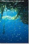 Protozoan Grazers NEW Kelp Paddies Sargassum Net