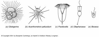 Coccolithophores Diatoms