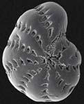 Foraminiferans and Radiolarians Shell (test) of calcium carbonate
