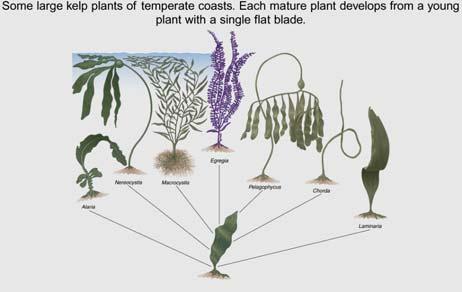 parts Phaeophyta and the Evolutionary Adaptations of Seaweeds to a Physically Stressful Environment