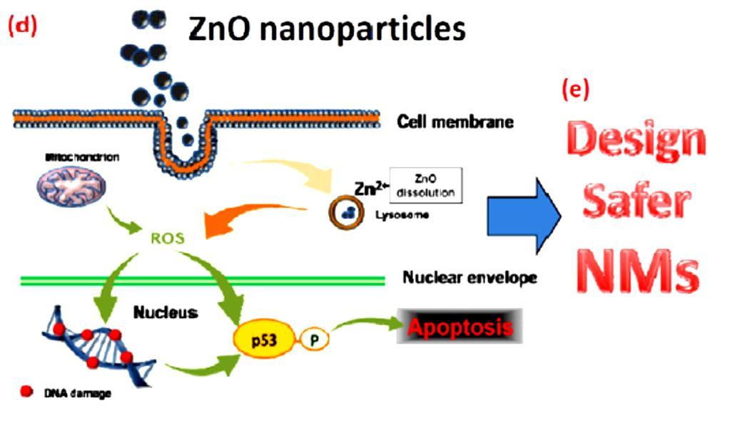 Fig 2. Studying the cytotoxicity of ZnO nanoparticles and through the knowledge design safer nanoparticles. [7] Referernces 1. S.J. Xiong, X.X. Zhao, B.C. Heng, K.W. Ng, S.C.J. Loo, Biotechnology Journal 6, 501 (2011).