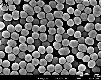The spherical shape of silica colloid was not maintained when 150 % of NH 4OH was used as catalyst, implying that the aggregation of particles and successive growth resulted in the formation of