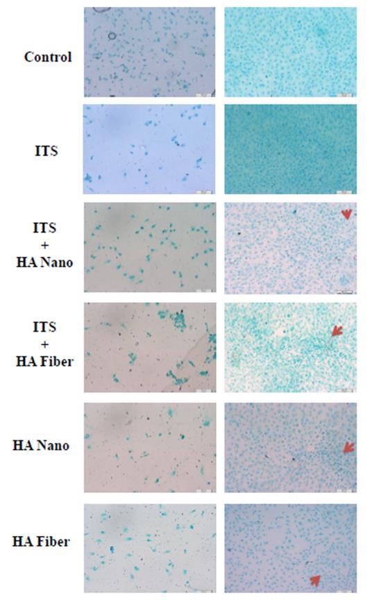 Fig. 2. Alcian blue staining result in two-dimensional culture. Referernces 1. H.J. Ahn, H.J. Kim, M.C.