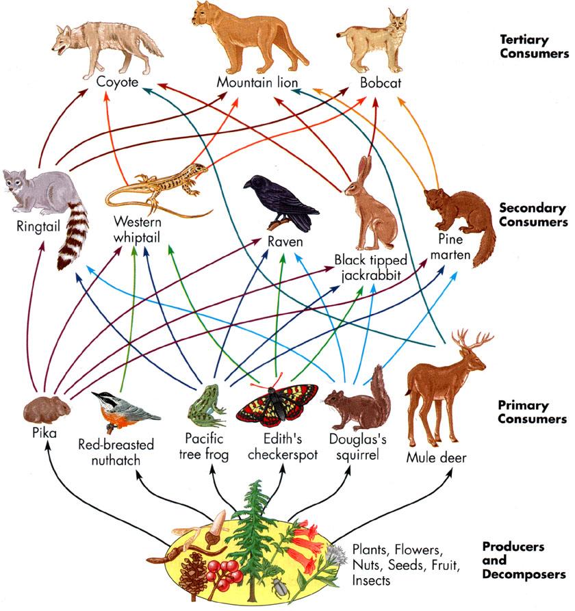 Ecological Food Web Food web graph Ø Node = species Ø Edge = from prey to predator Directed Graph: Reference: https://www.msu.edu/course/isb/202/ ebertmay/images/foodweb.