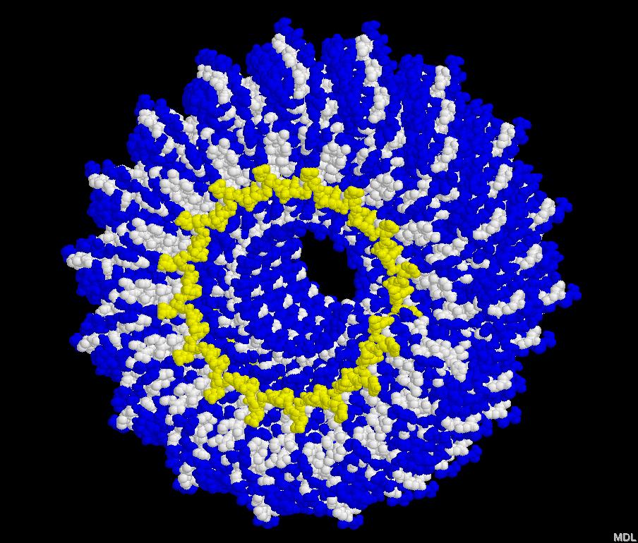 Tobacco Mosaic Virus (TMV) Length: 300 nm outer Ø : 18 nm inner Ø