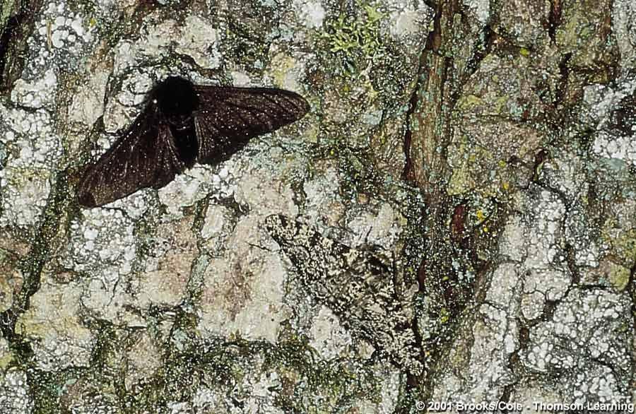 Natural selection in Peppered Moth England, before