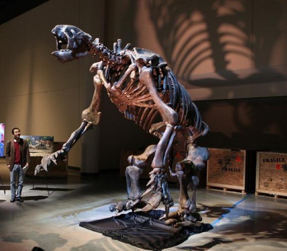 Darwin noticed that some fossils of extinct animals were similar to living species