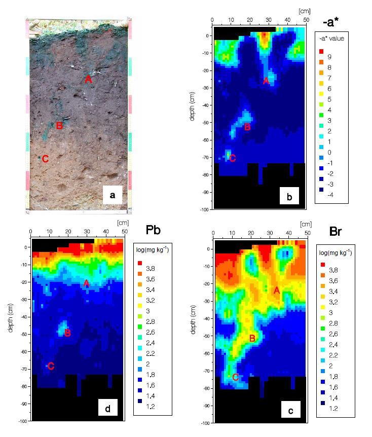 Pb Br Figure 1: (a) Photograph of the sampled soil profile with water infiltration and transport paths stained with